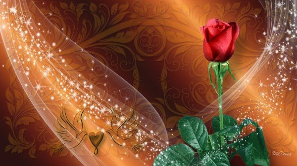 живые обои розы