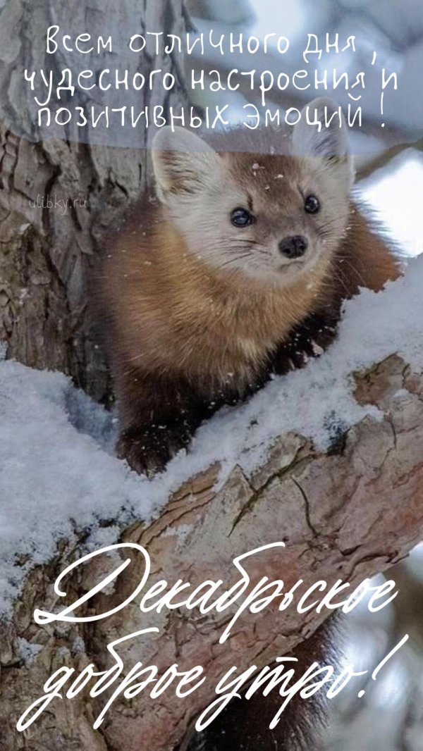 лесная куница