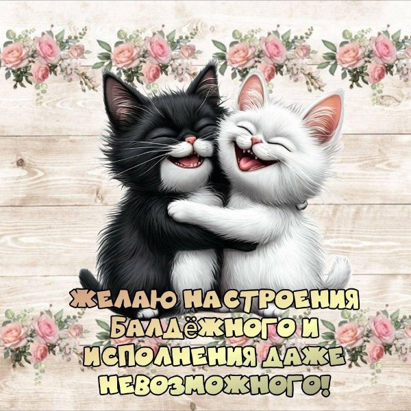 влюбленные котики