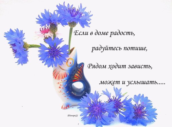 красивые васильки