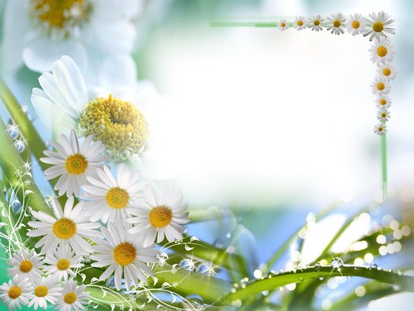 рамка из ромашек