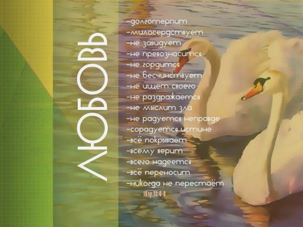 пара лебедей