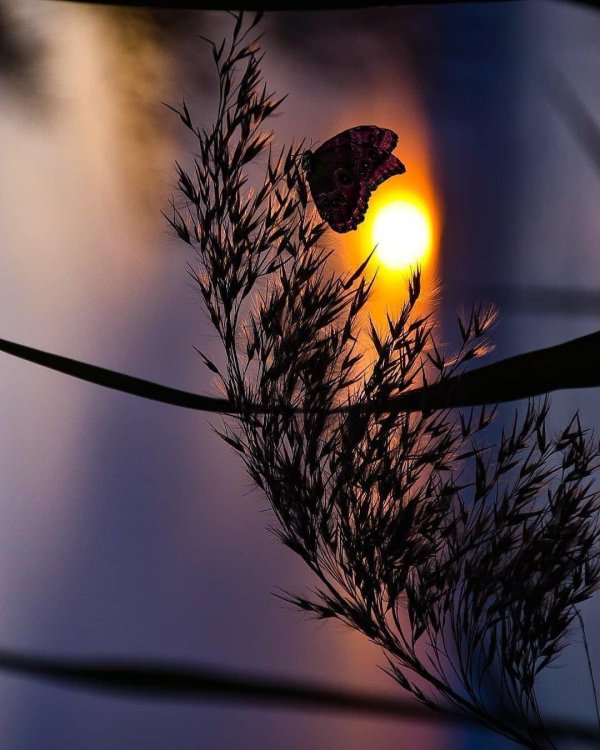 летнего вечера