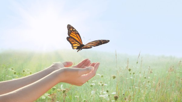 выпускаю бабочек