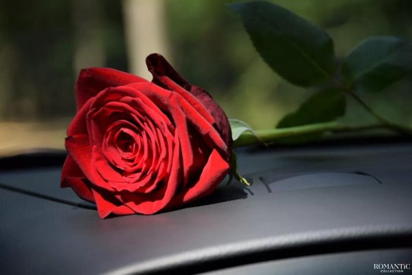 красная роза