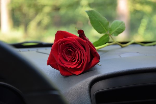 цветы в салоне машины