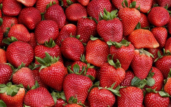 клубника ремонтантная хадемар