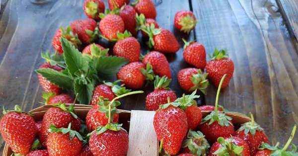 сорт клубники