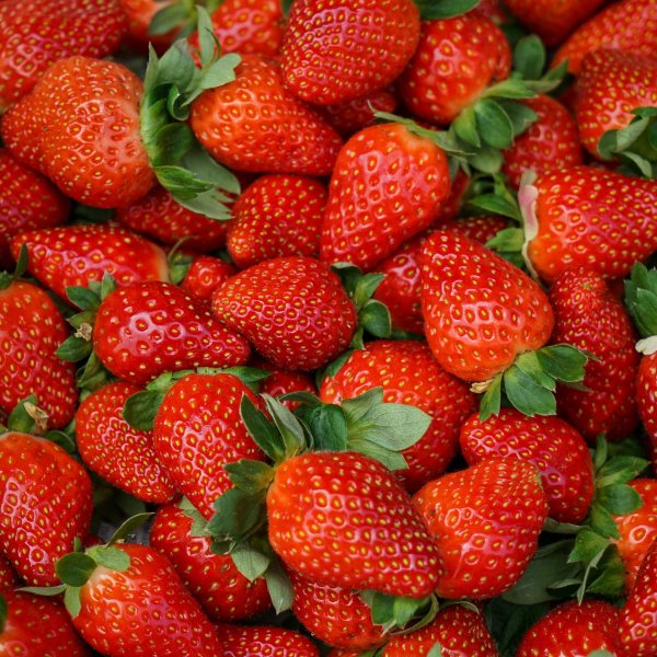 клубника сорт