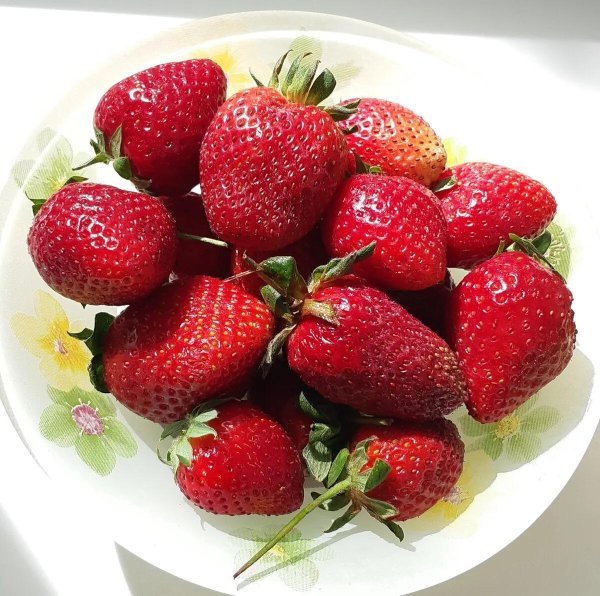 клубника сорт