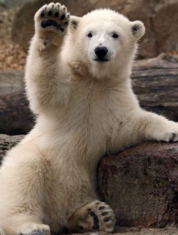 медвежата белого медведя
