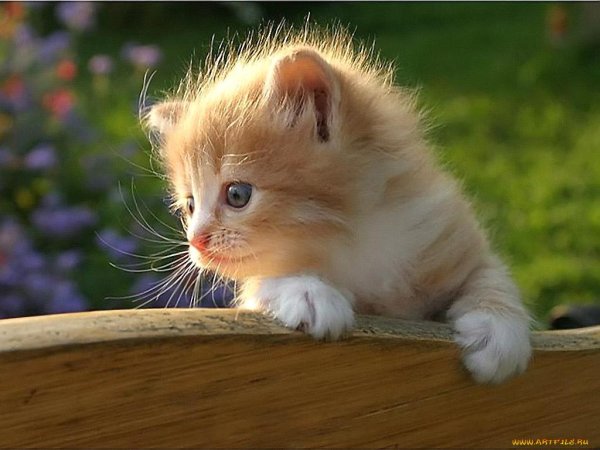 котята рыжие