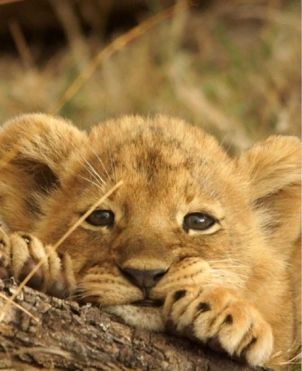 львенок маленький