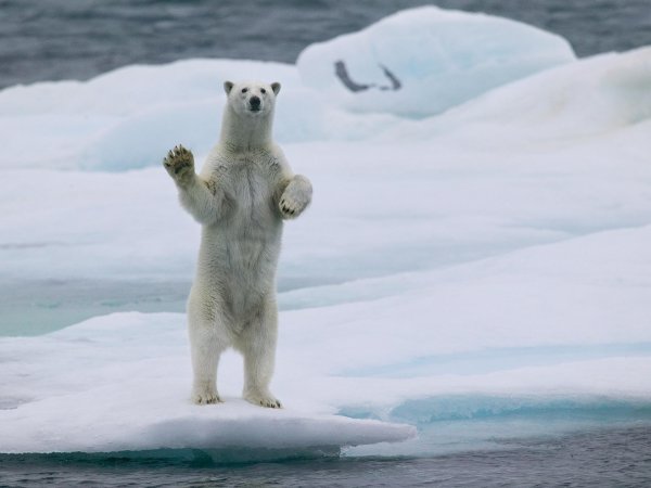 белые медведи