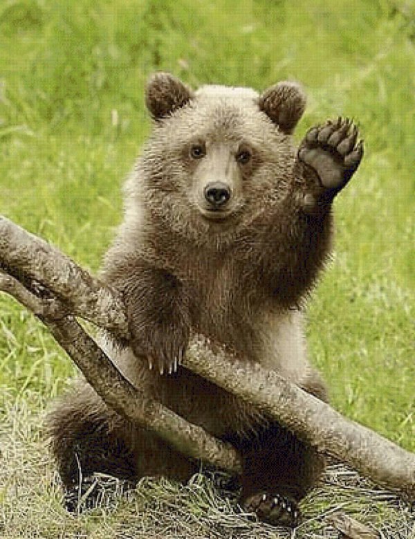 забавные медвежата