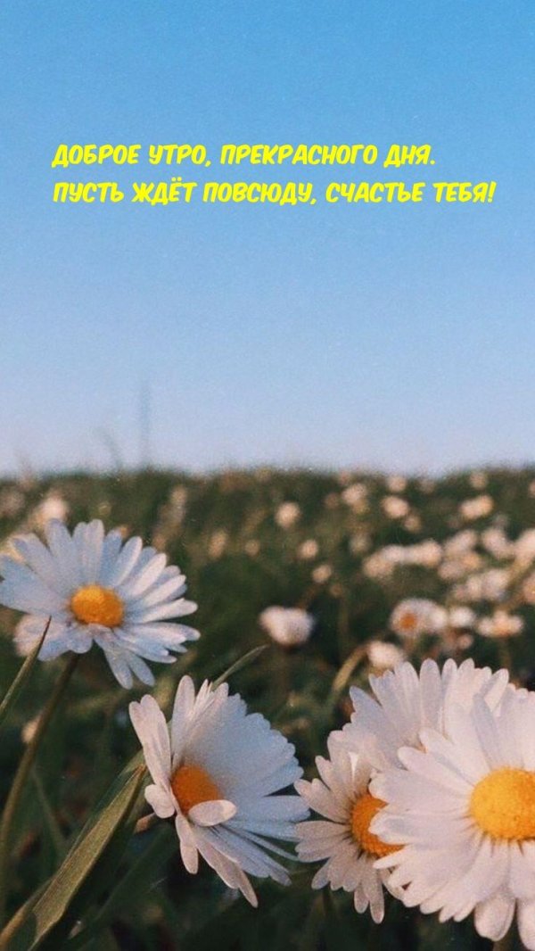 доброго утра ромашки