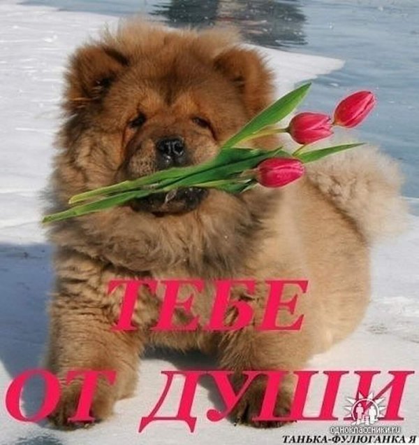 собачка чау чау