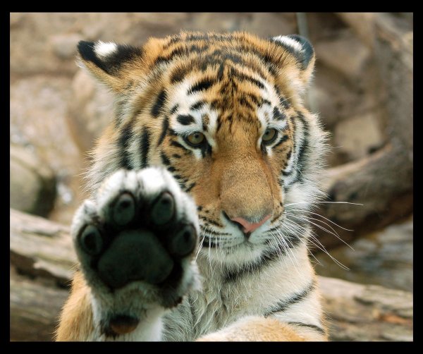 амурские тигры