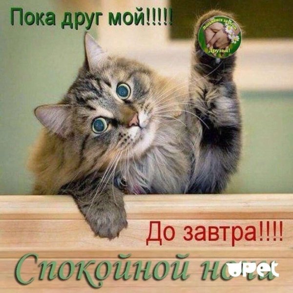 приветик кошки