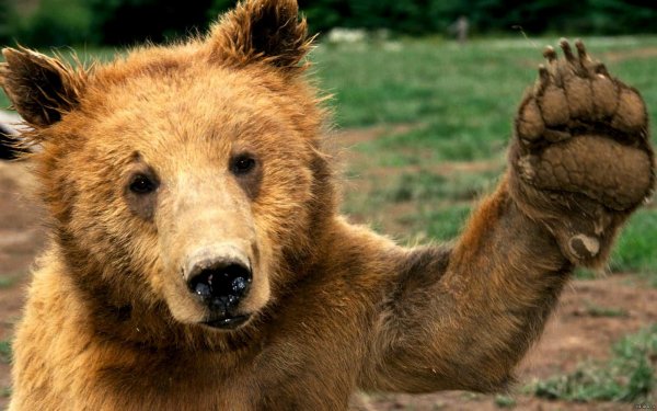 забавный медведь