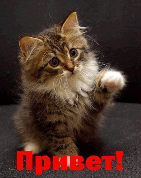 кот привет