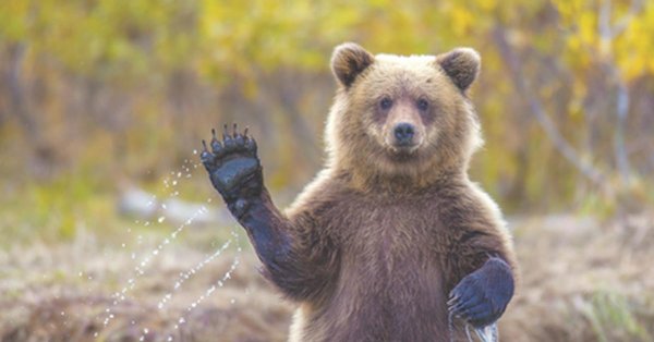 гризли медвежонок