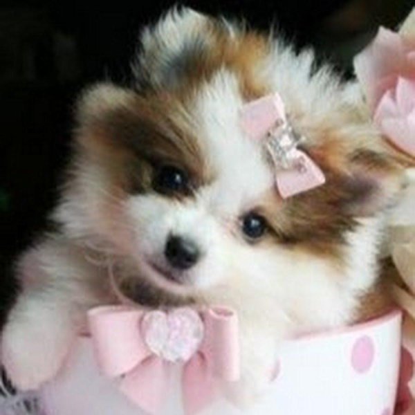 померанские шпицы