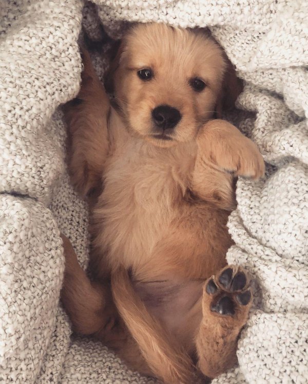 golden retriever puppy