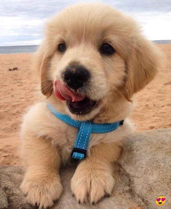 golden retriever puppy