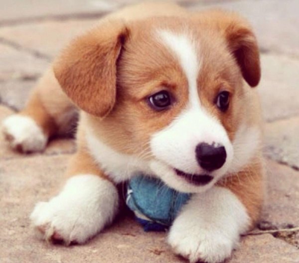 паппи порода собак