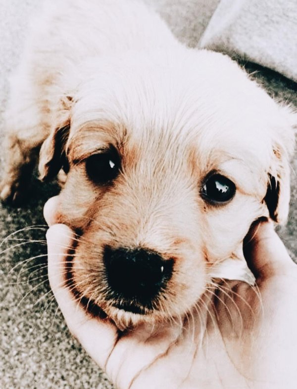щеночек милый