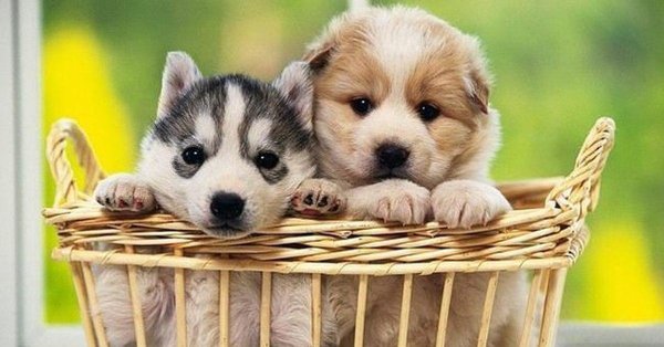 сибирская хаски щенок