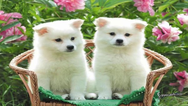 щенок японского шпица