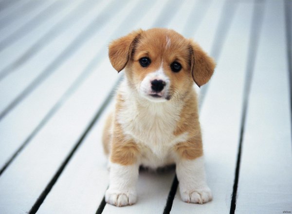 милая собачка