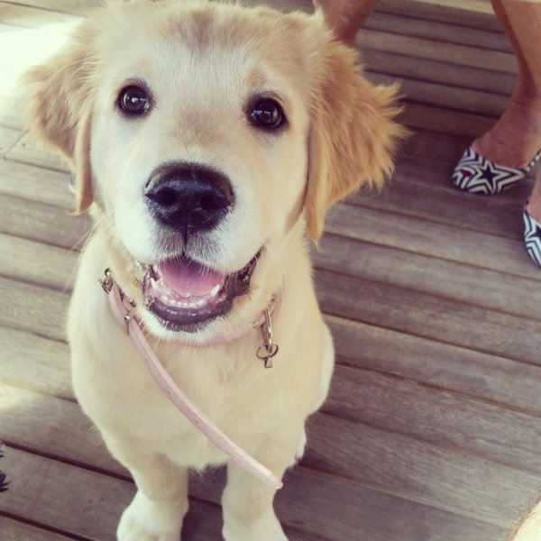 голден ретривер