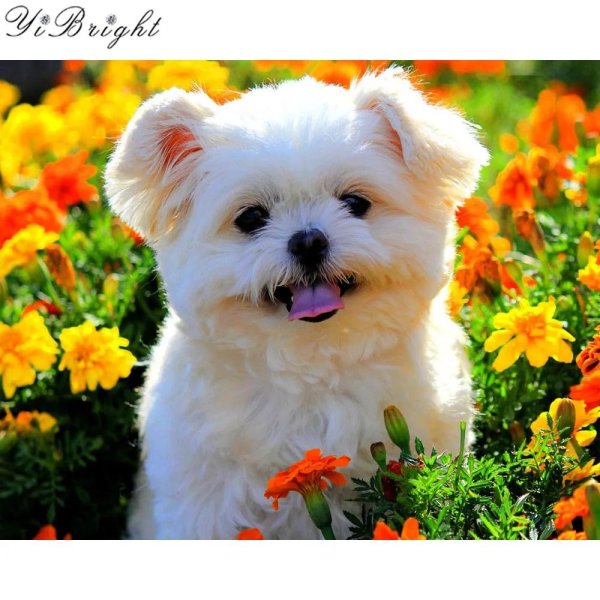 цветы и животные