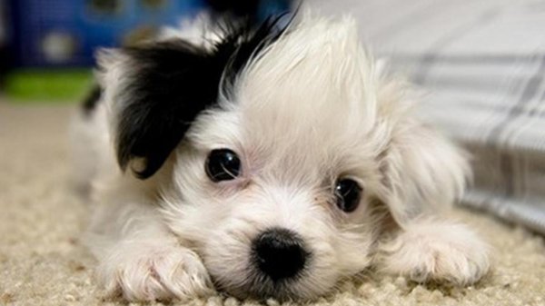 порода собаки мальтезе