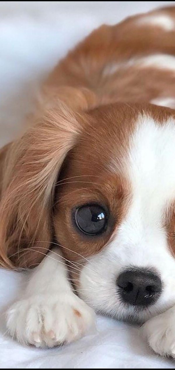 красивые собаки