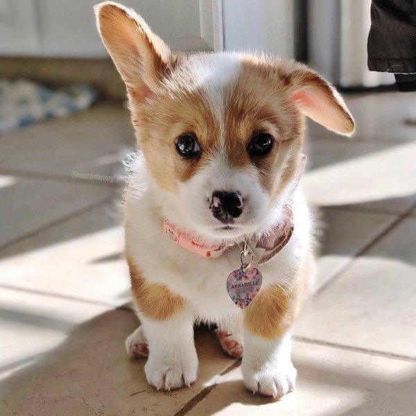 вельшкорги пемброк