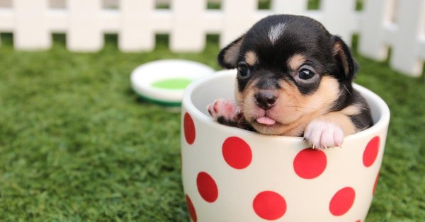 teacup chihuahua