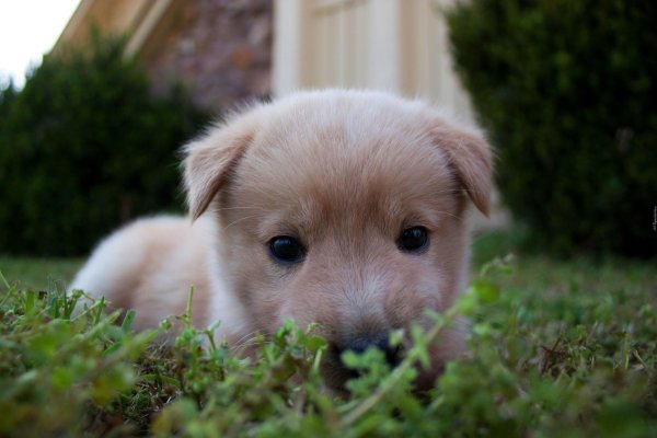 щеночек милый