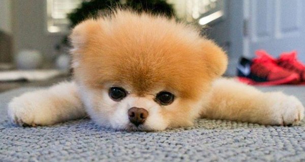 померанские шпицы