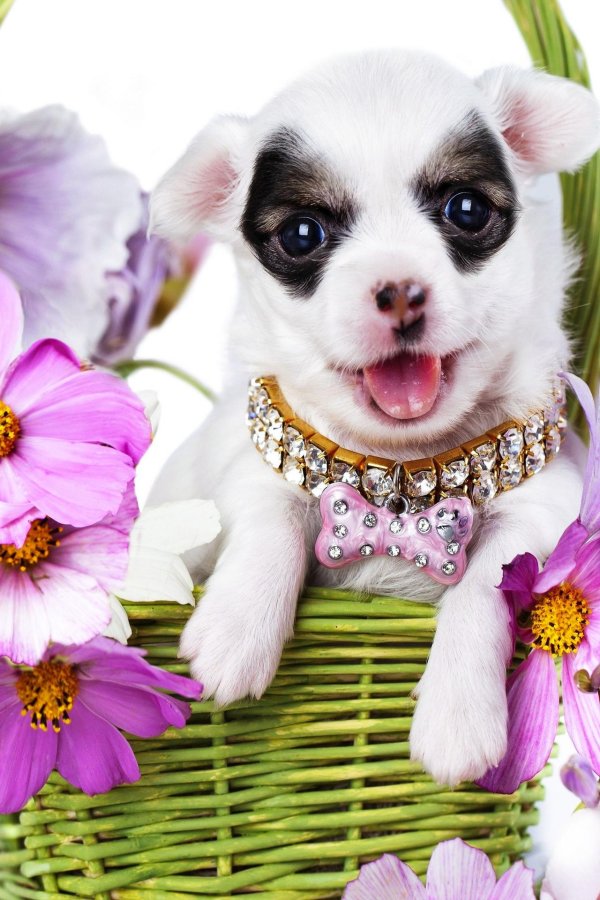 штат чихуахуа