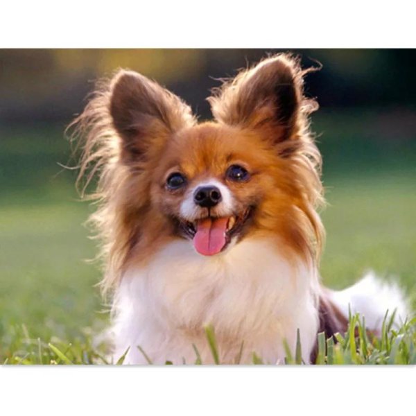 континентальный тойспаниель