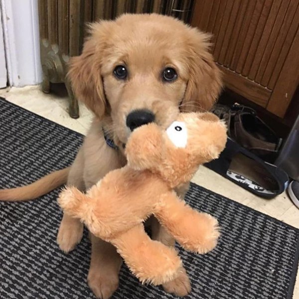 golden retriever puppy