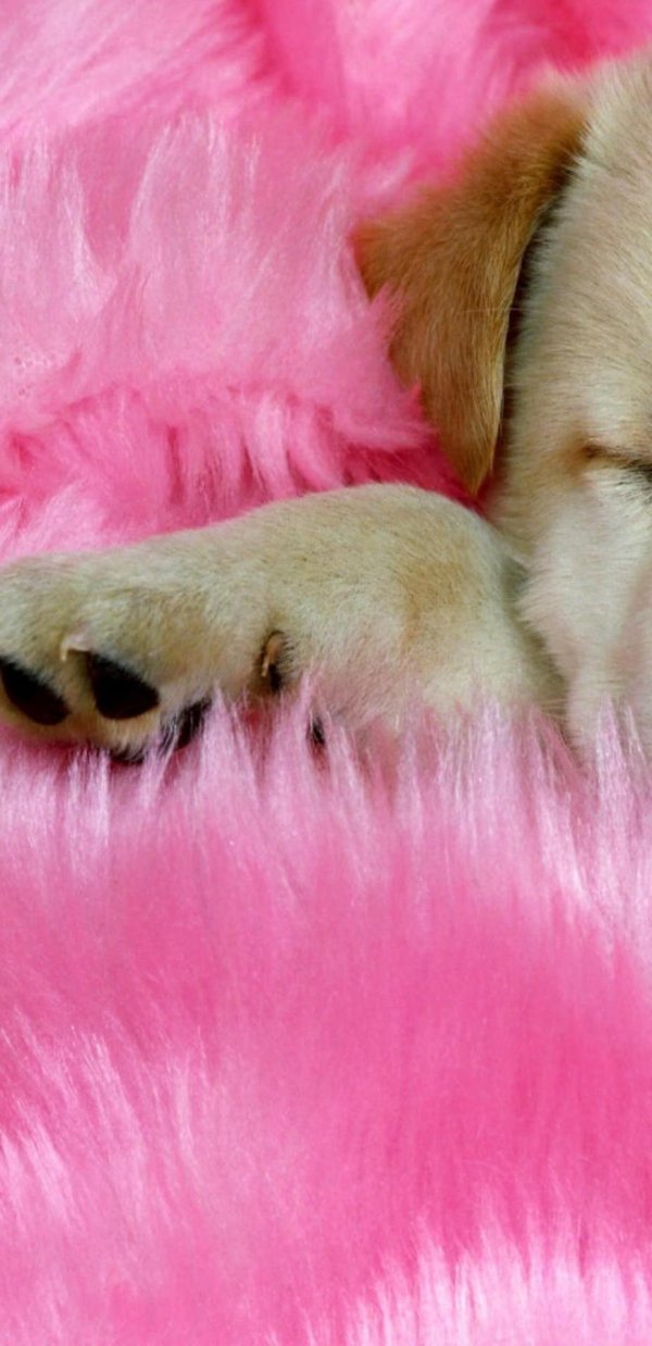 красивая собачка