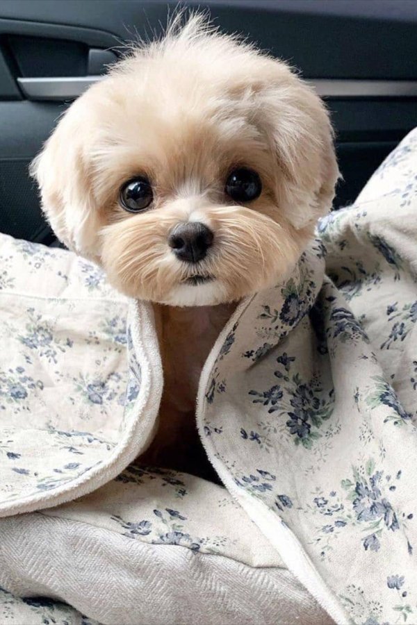 порода собаки мальтипу