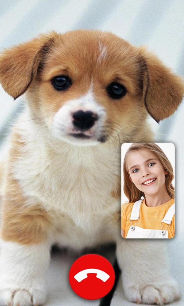 про собачек