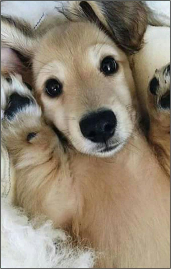 собака милая