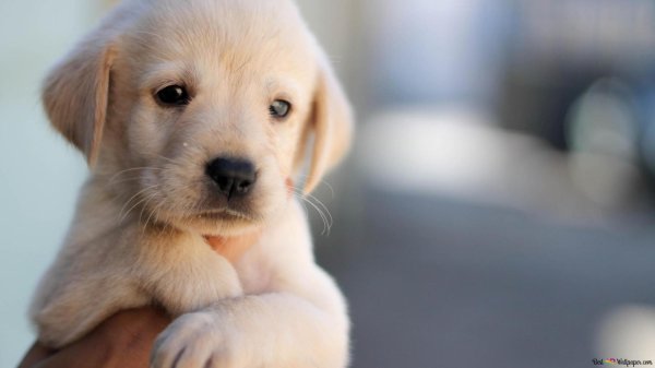 голден ретривер